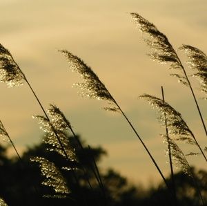Meet your Posher, Amira